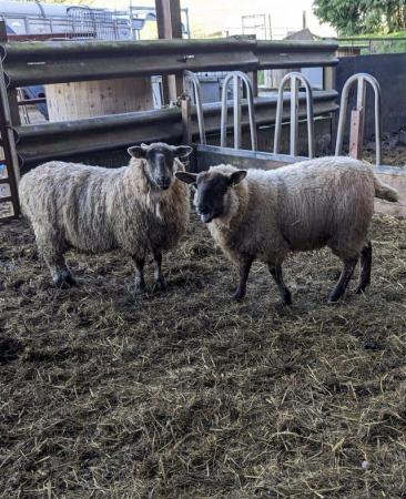 Image 3 of Two Suffolk X ,1 year old lambs (both neutered)