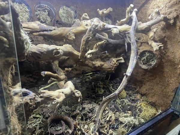 Image 4 of Crested gecko with exo terra