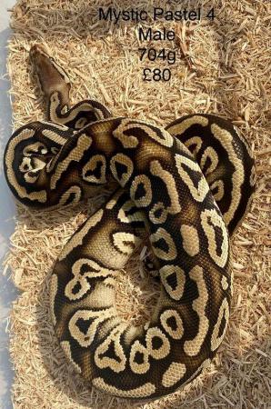 Image 4 of Royal Pythons for sale.
