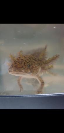 Image 1 of Axolotl for sale Four months old