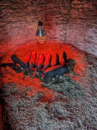 Image 3 of Pure Berkshire Piglets (good homes only please)