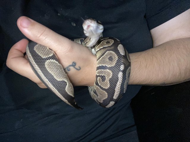 Preview of the first image of 15 months old royal python.