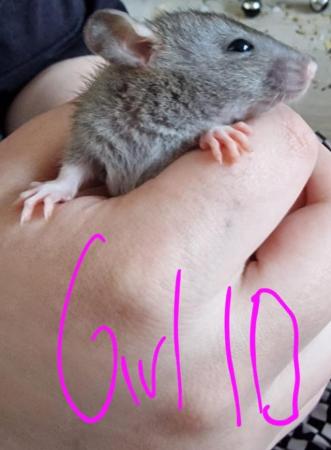 Image 31 of Friendly Female Rat Babies