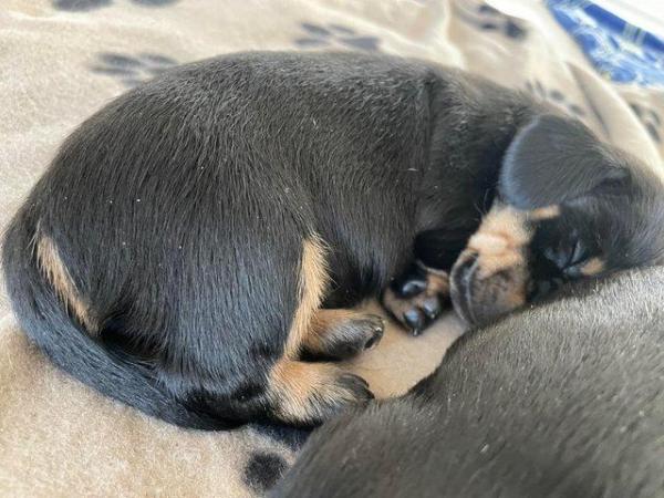 Image 3 of miniature dachshund puppies