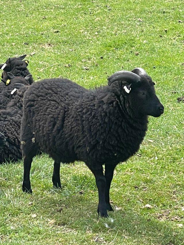 Preview of the first image of Hebridean tup 2023  year pure bred.