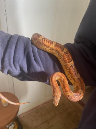 Image 4 of Two male corn snakes needing a good home
