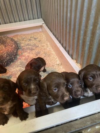 Image 6 of Cocker spaniels pups ready now