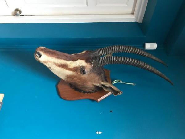 Image 1 of Antique Taxidermy Mounted Antelope Head
