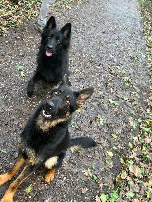 German shepherd cross store puppies for sale