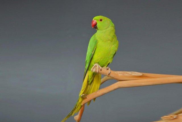 Image 5 of Baby Green Ring Neck Talking Parrots,19