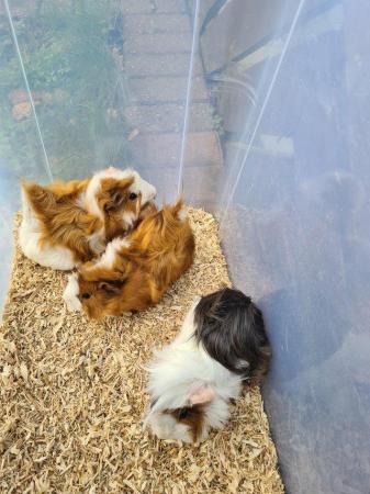 Image 14 of Adorable baby Guineapig's for sale.