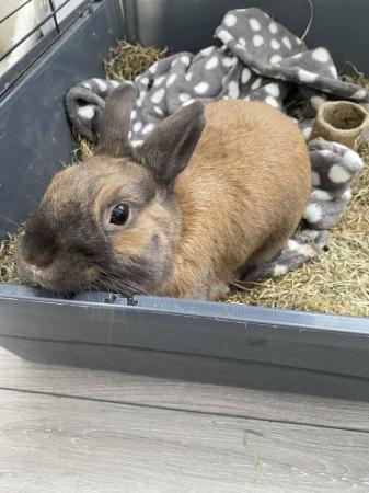 Image 4 of 9 months old male rabbit