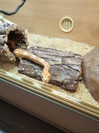Image 4 of Breeding pair corn snakes looking for new home