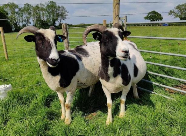 Image 3 of 3 Pedigree Jacob Breeding Ewes