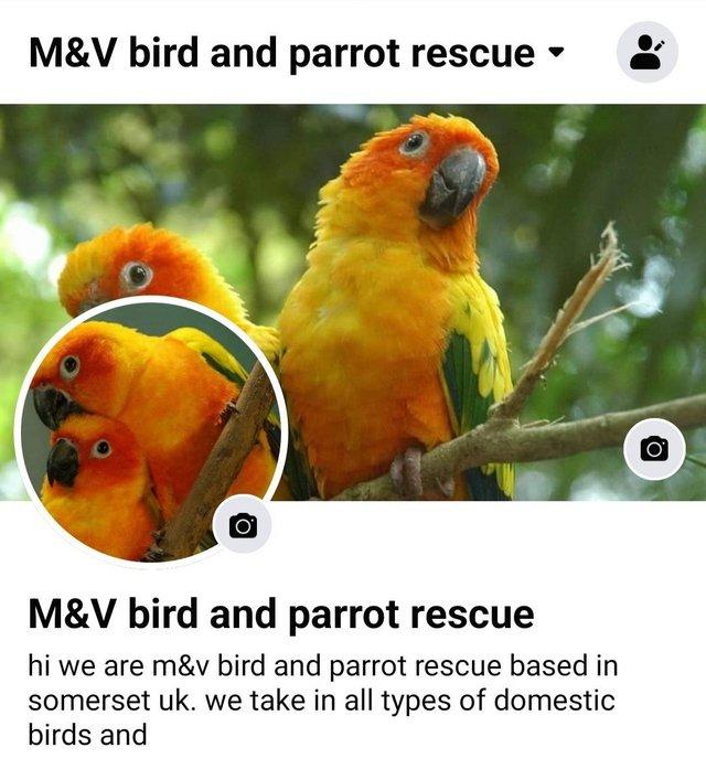 Preview of the first image of We are M&v bird and parrot rescue.