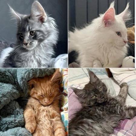 Image 10 of GCCF/ TICA proven blue Maine Coon stud. London