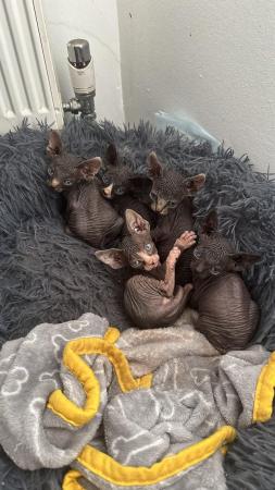 Image 1 of 5 Beautiful Pure Canadian Sphynx Kittens for Sale ??