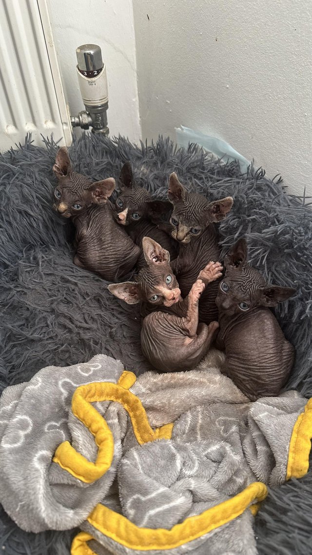 Preview of the first image of 5 Beautiful Pure Canadian Sphynx Kittens for Sale ??.