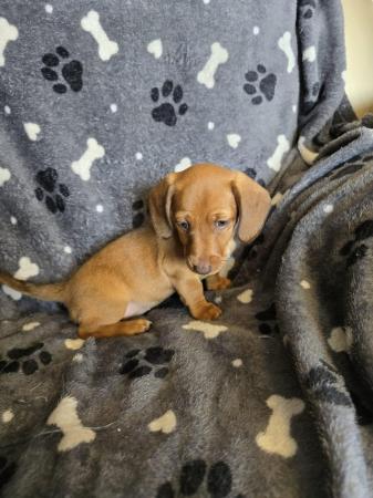 Image 22 of Smooth dachshund puppies ** READY TO LEAVE**