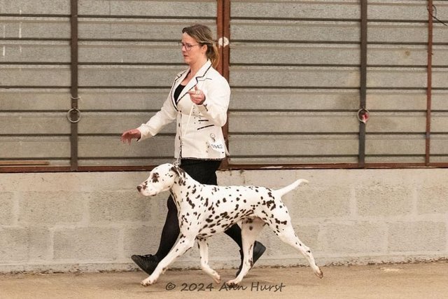 Image 3 of Stunning pedigree KC registered dalmatian puppies, black and