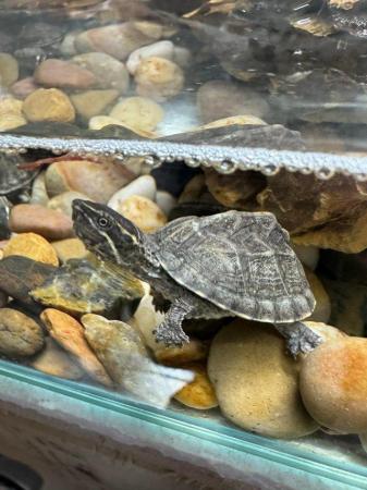 Image 1 of Turtle (Musk Turtles) ready now.