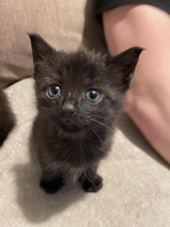 Image 2 of 2 black kittens for sale