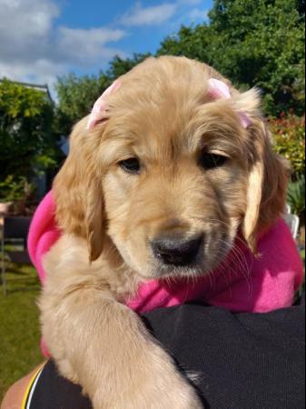 Image 20 of Golden Retriever Puppy reduced last girlMessage for detail