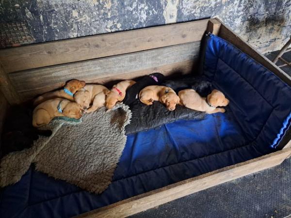 Image 1 of Labrador puppies home bred farm reared