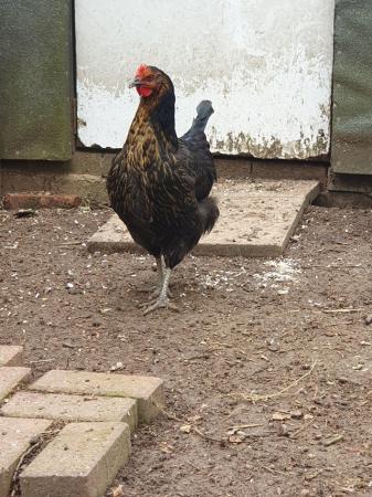 Image 1 of 6 BLACKROCK POINT OF LAY PULLETS