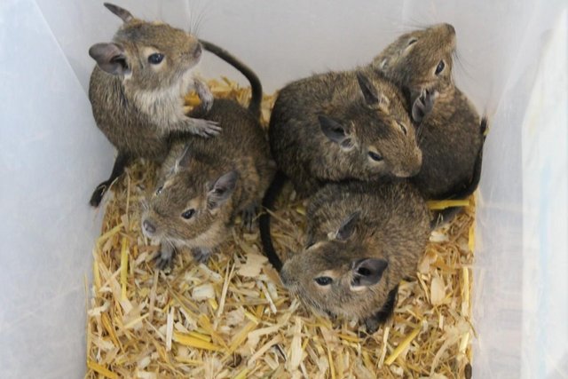 Image 4 of 3young DEGUS. , born 20th Feb 2024, now only £15 each