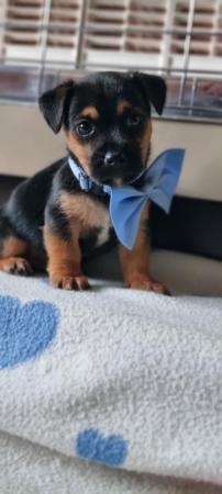 Jack russellx patterjack puppies for sale in Bunny, Nottinghamshire