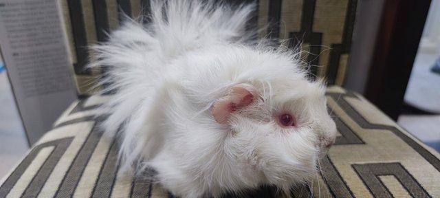 Image 3 of Male Guinea pig, 10 weeks old £20