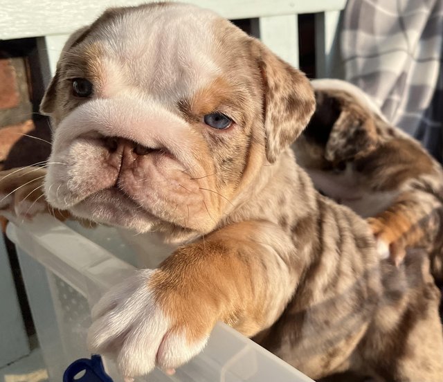 Preview of the first image of English bulldog puppies £2500 Liverpool.