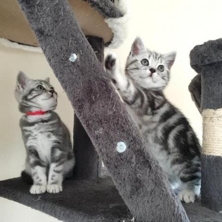 Image 24 of BSH Classic Silver Tabby