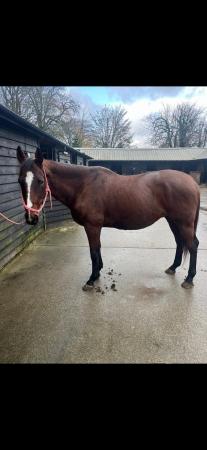 Image 2 of 16.3HH TB GELDING FOR LOAN 2/3 days per week