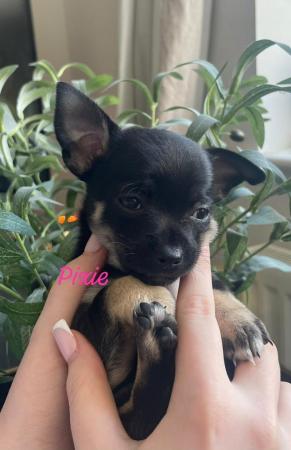 Image 2 of Chihuahua Puppies for Sale