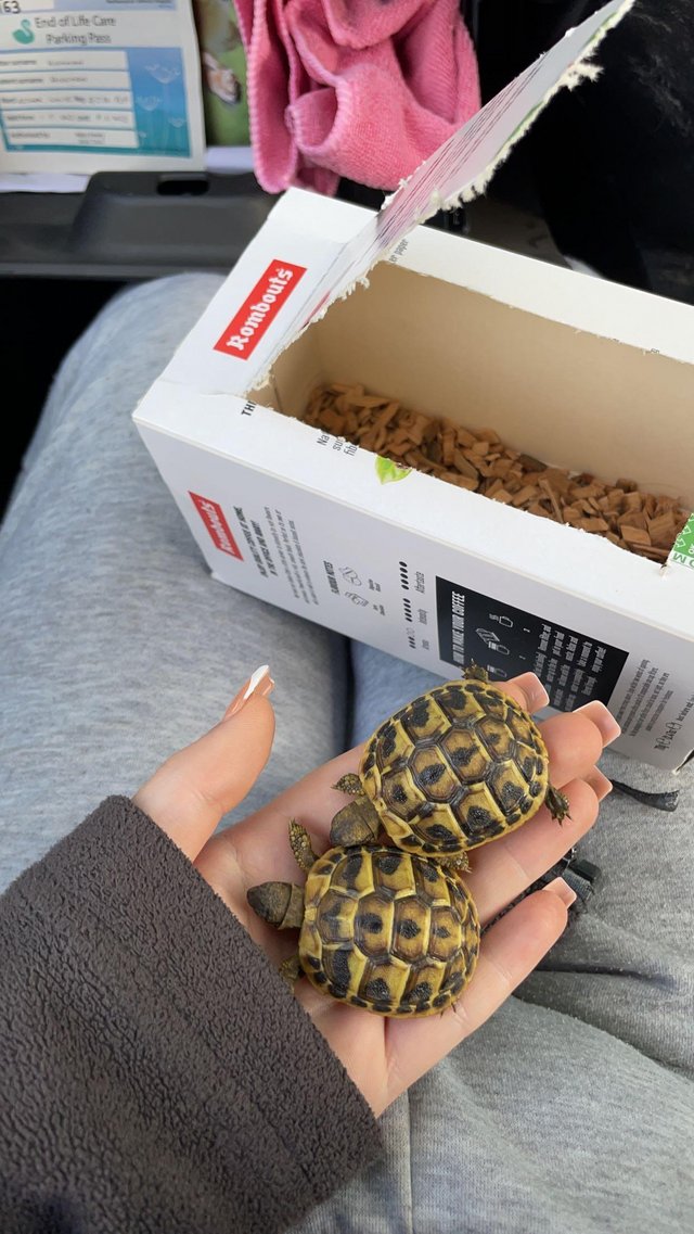 Preview of the first image of 2 hermann tortoises for sale around 10/11 months old.