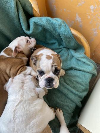 Image 3 of British bulldogs puppies 1and2 injection house trained micr