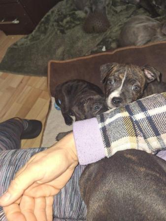 Image 15 of Gorgeous microchiped and vaccined pups staffie All SOLD