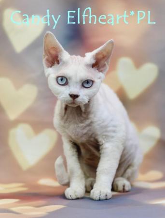 Image 6 of Devon Rex Candy boy for small home breeding