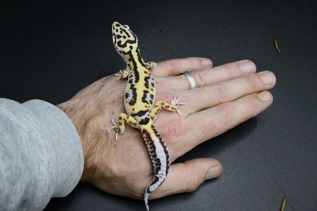Image 3 of Leopard Gecko (Bold Bandit) (poss hets below) hatch 28/7/23