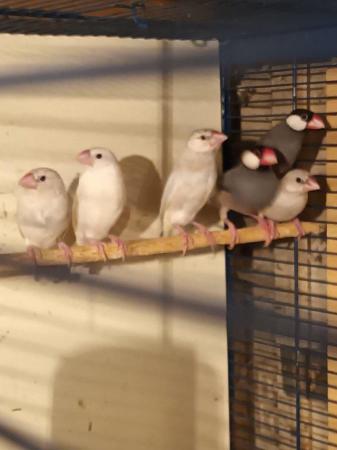 Image 1 of Java sparrows for sale. Whites £20. Normal £15