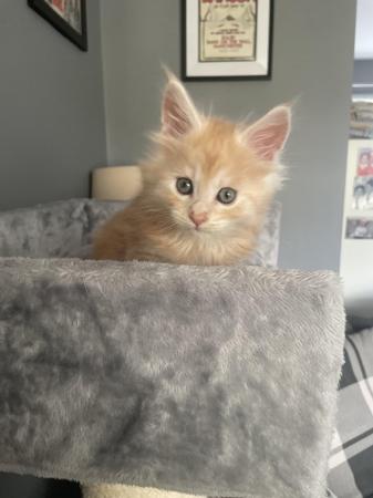 Image 3 of Maine Coon Ginger kittens ( 2 boys)