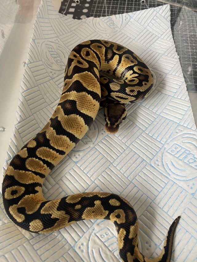 Preview of the first image of CB23 royal python pastel poss gene X het pied.