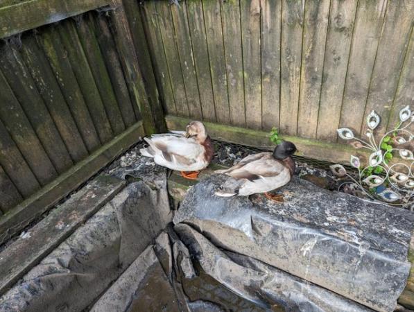 Image 2 of 3 male call ducks to a good home