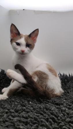 Image 1 of Last 2 Curly whiskers LaPerm kittens GCCF reg