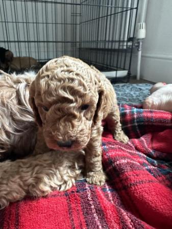 Image 6 of Red, apricot and black cockapoo pups (2 female / 3 male left