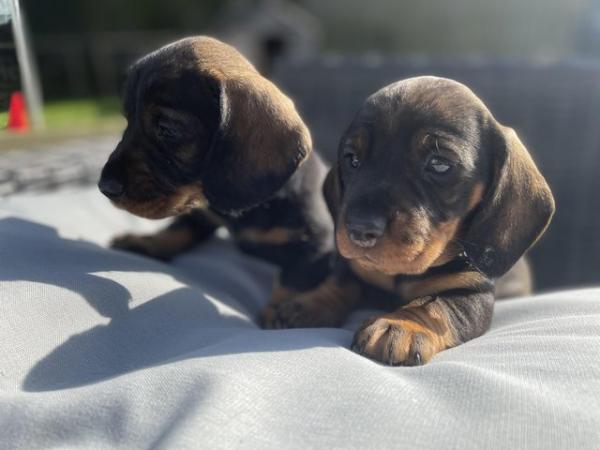 Image 7 of K C wire haired dachshund puppies
