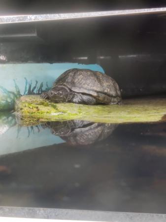 Image 2 of 4 year old musk turtle.