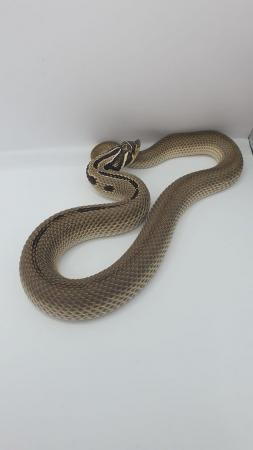 Image 5 of Hognose Snakes Superconda for sale various see Description